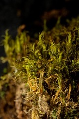 Dicranum acutifolium