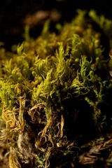 Dicranum acutifolium