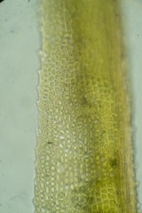 Dicranum acutifolium