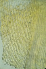 Dicranum acutifolium