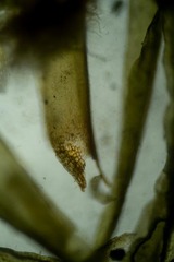 Dicranum acutifolium