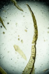 Dicranum acutifolium