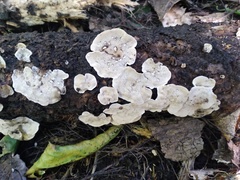 Steccherinum rawakense