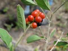 Citharexylum berlandieri
