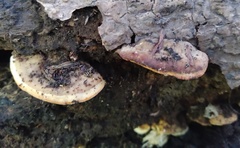 Steccherinum rawakense