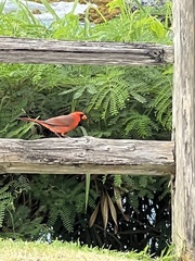 Cardinalis