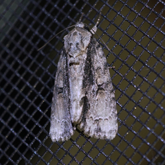Acronicta connecta