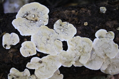 Steccherinum rawakense