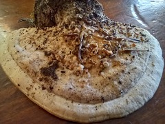 Steccherinum rawakense