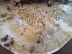 Steccherinum rawakense