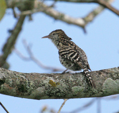 Campylorhynchus nuchalis