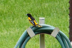 Icterus galbula