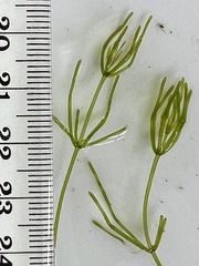 Chara australis