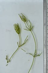 Chara australis