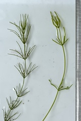 Chara australis