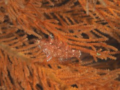 Oxycheilinus orientalis