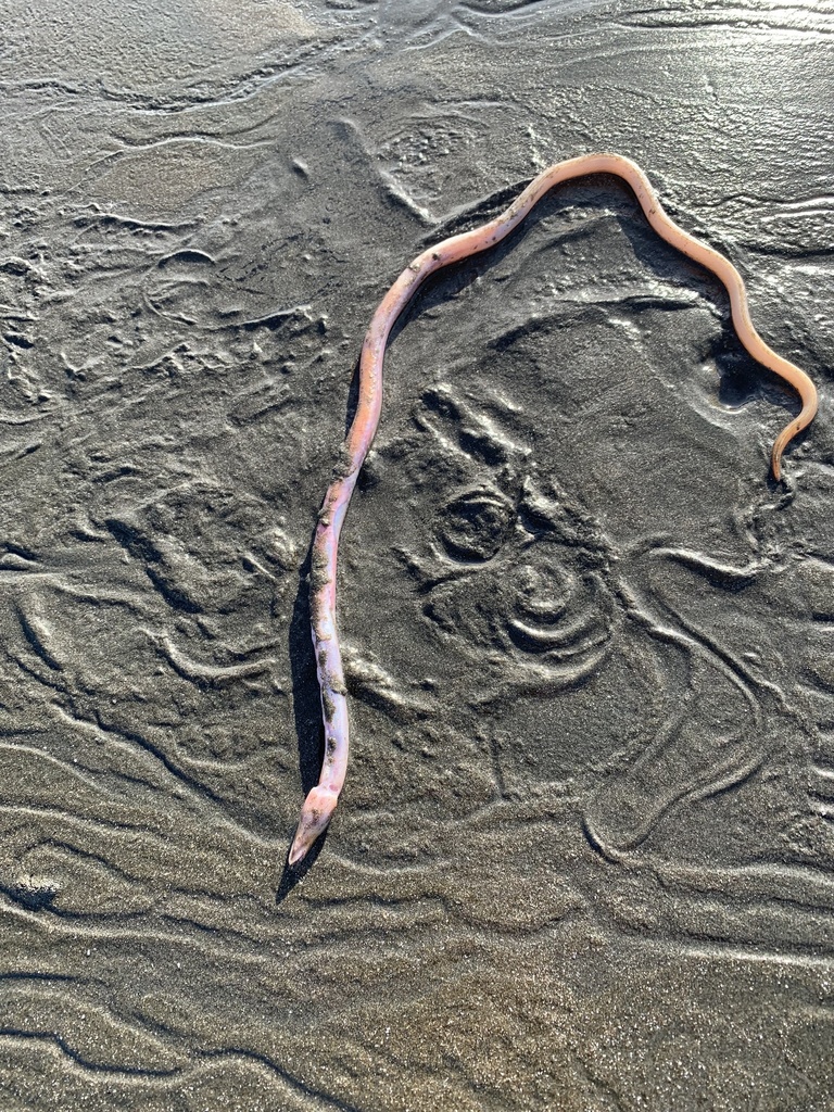 Red Sea Worm Eel