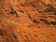 Oxycheilinus orientalis