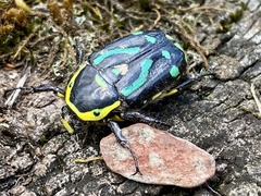 Chlorobapta frontalis