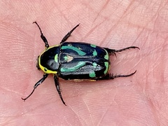 Chlorobapta frontalis