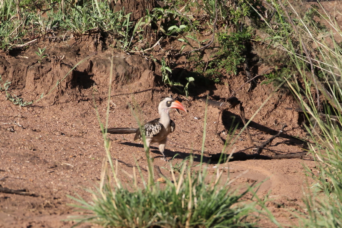 Tanzanian Red-billed Hornbill (Tockus ruahae), photo 5