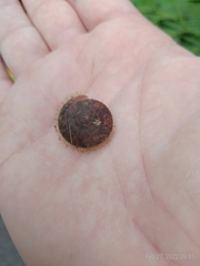 Plectotropis mackensii