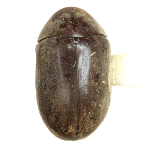 Tricorynus estriatus