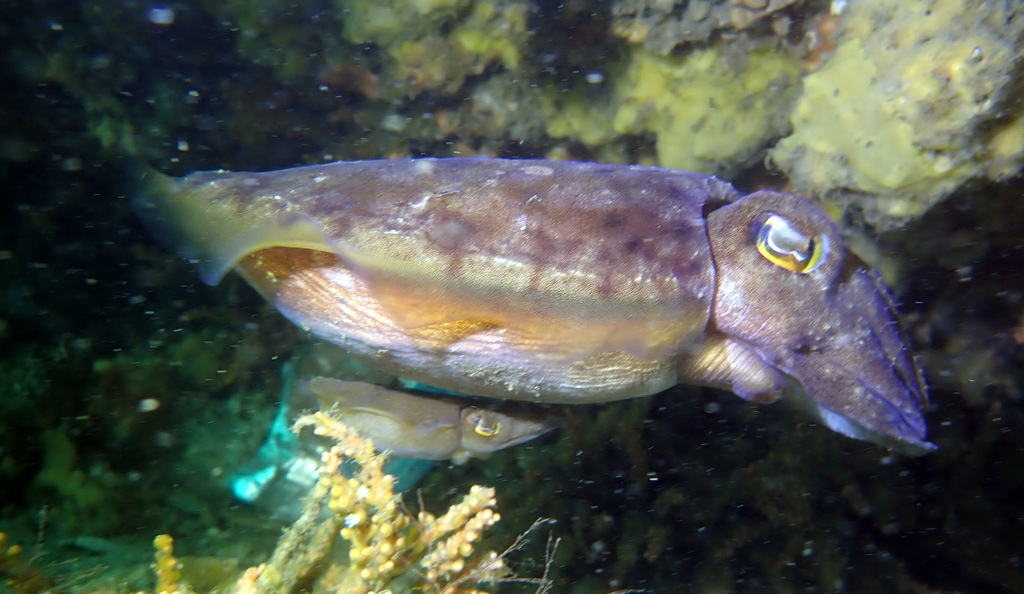 Typical Cuttlefishes from Sydney NSW, Australia on September 10, 2021 ...
