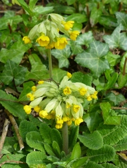 Primula veris veris