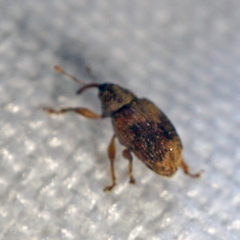 Lignyodes bischoffi