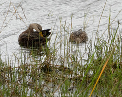 Anas platyrhynchos × fulvigula
