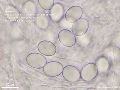 Lasiobolus microsporus