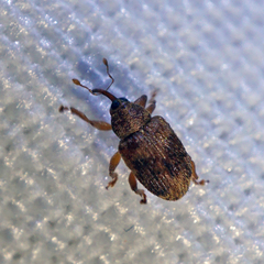 Lignyodes bischoffi