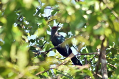 Phaenicophaeus sumatranus