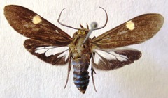 Aclytia heber