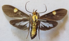 Aclytia heber