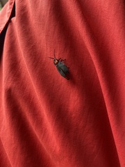 Pyrocoelia formosana