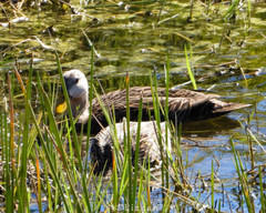 Anas platyrhynchos × fulvigula