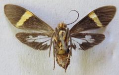 Aclytia heber