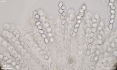 Lasiobolus microsporus