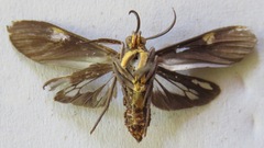 Aclytia heber