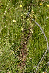 Euphrasia scabra
