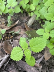 Hesperocnide tenella