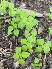 Hesperocnide tenella