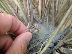 Paramarasmius mesosporus