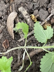 Hesperocnide tenella