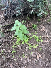 Hesperocnide tenella