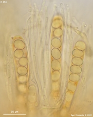Lasiobolus microsporus