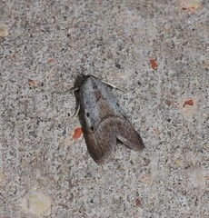 Prionopterina modesta