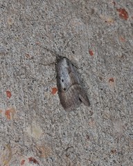 Prionopterina modesta